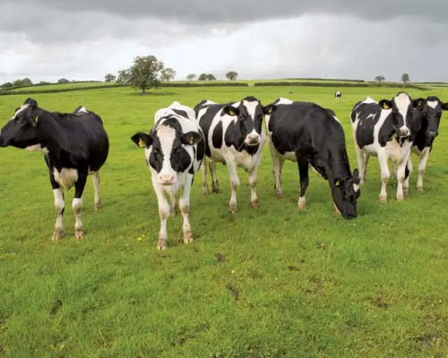 4 Organic Jersey, Aberdeen Angus, British Blue Cross Store Steers, Cows